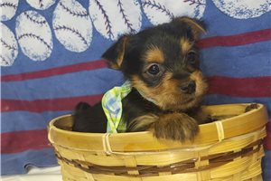 Cubby - Yorkshire Terrier - Yorkie for sale