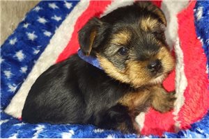Ash - Yorkshire Terrier - Yorkie for sale