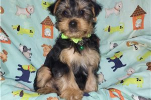Anthony - Yorkshire Terrier - Yorkie for sale