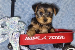 Mateo - puppy for sale