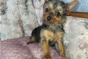 Minnie - Yorkshire Terrier - Yorkie for sale
