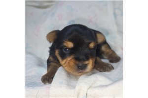 Troy - Yorkshire Terrier - Yorkie for sale