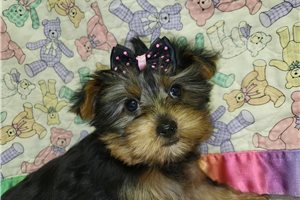 Sharon - Yorkshire Terrier - Yorkie for sale