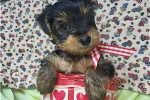 Carrie - Yorkshire Terrier - Yorkie for sale