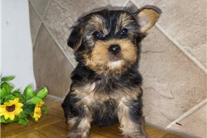 Stella - Yorkshire Terrier - Yorkie for sale