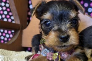 Jess - Yorkshire Terrier - Yorkie for sale