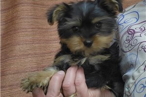 Asher - Yorkshire Terrier - Yorkie for sale