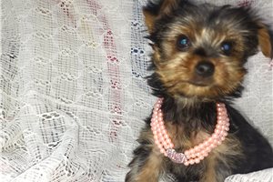 Casey - Yorkshire Terrier - Yorkie for sale