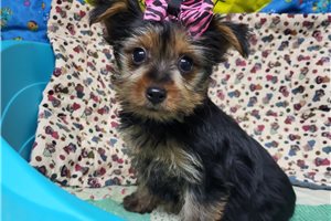 Casey - Yorkshire Terrier - Yorkie for sale