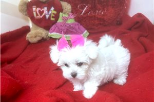 Little Bit - Maltese for sale