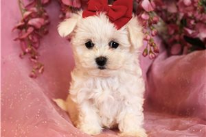 Layla - puppy for sale