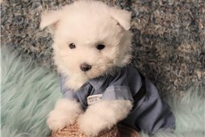 Buddy Boy - Maltese for sale