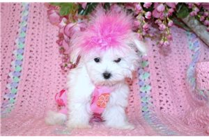 Miss Tillie - Maltese for sale