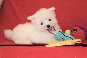 Mikey - Maltese for sale