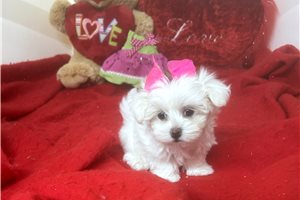 Little Bit - Maltese for sale