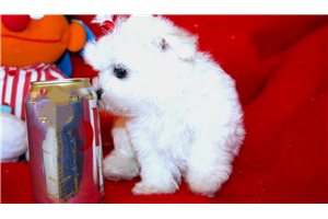 Little Bit - Maltese for sale