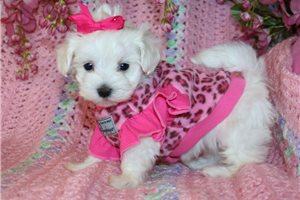 Chloe Elizabeth - puppy for sale