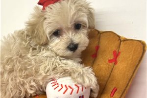 Teddy - puppy for sale