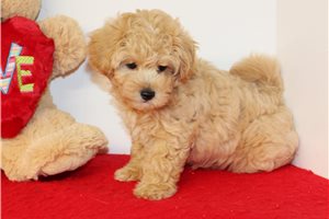 Winston - Malti Poo - Maltipoo for sale