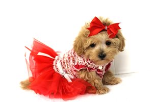 Emmy Lou - Malti Poo - Maltipoo for sale