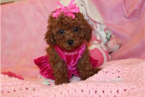 Everly - Poodle, Toy for sale