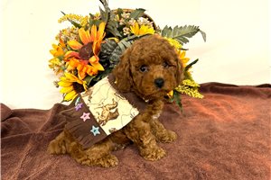 Ranger - puppy for sale