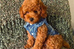 Rusty Boy - Poodle, Toy for sale