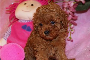Tiffany - Poodle, Toy for sale