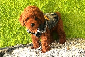 Pepper - Poodle, Toy for sale