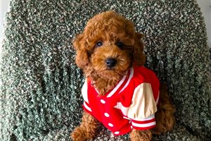 Percy - Poodle, Toy for sale