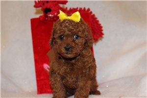 Percy - Poodle, Toy for sale