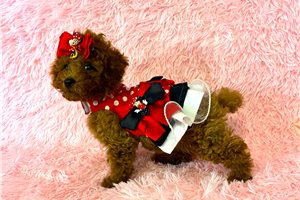 Minnie Mae - Toy Poodle for sale