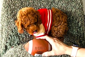 Percy - Toy Poodle for sale