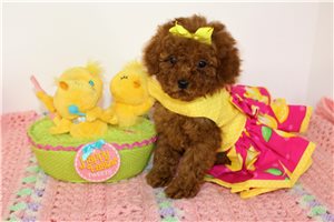 Penelope - Poodle, Toy for sale