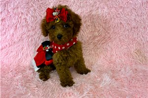 Minnie Mae - Poodle, Toy for sale