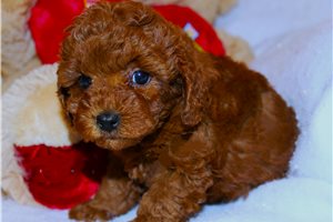 Winston - Poodle, Toy for sale
