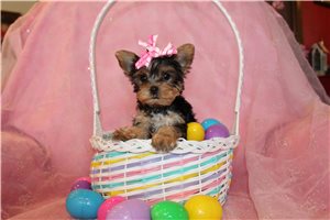 Bunny Sue - Yorkshire Terrier - Yorkie for sale
