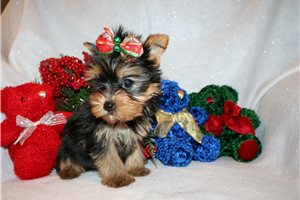 Comet - Yorkshire Terrier - Yorkie for sale