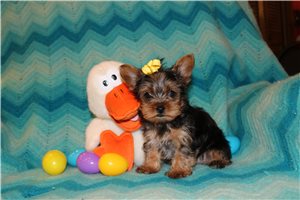 Freddie - Yorkshire Terrier - Yorkie for sale
