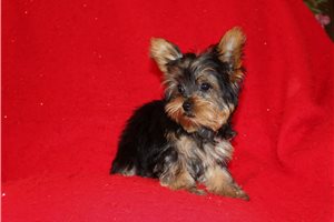 Bugsy - Yorkshire Terrier - Yorkie for sale