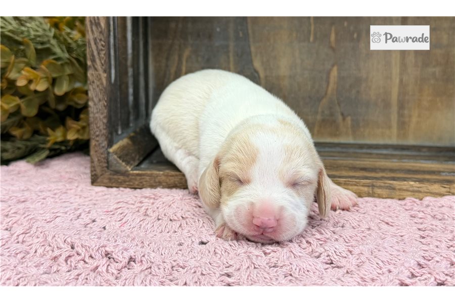 Rubi - Beagle for sale