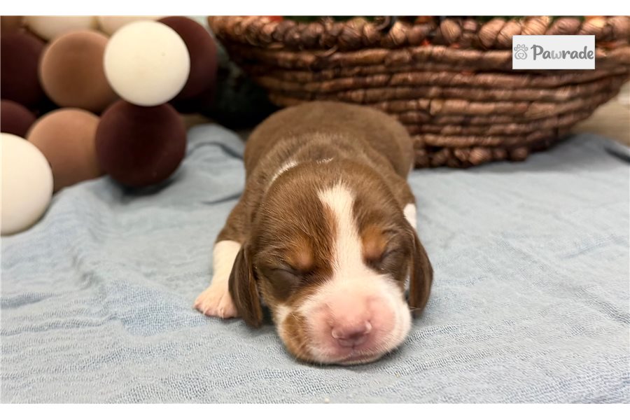 Ryder - Beagle for sale