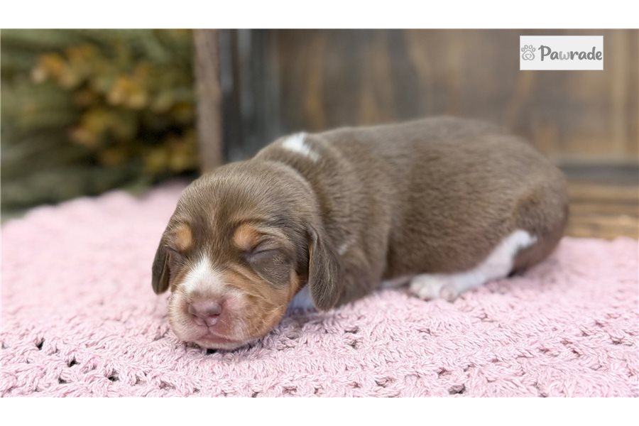 Rose - Beagle for sale