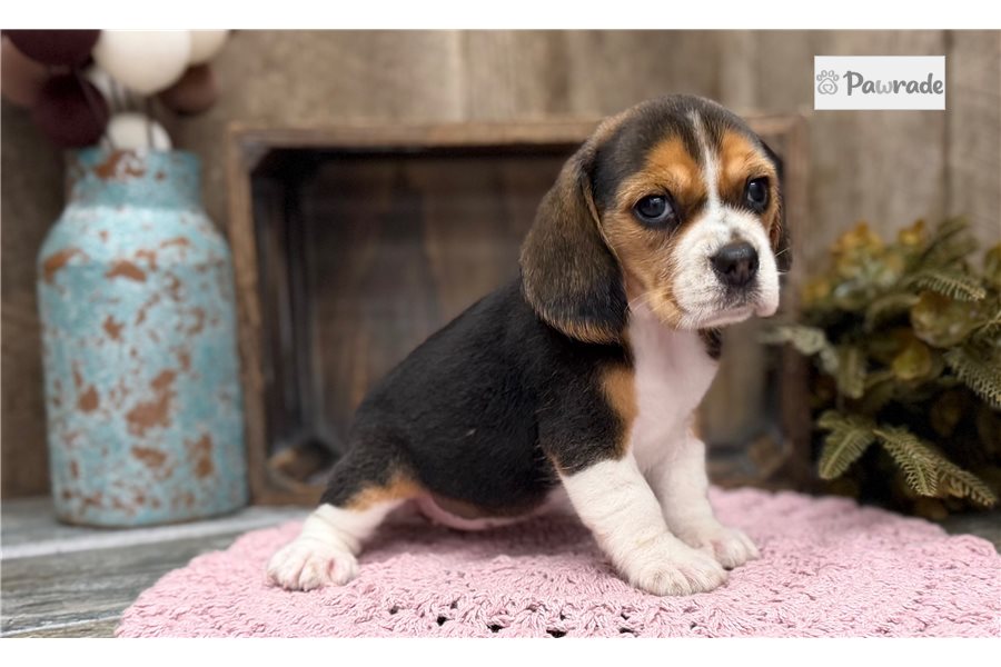 Reese - Beagle for sale