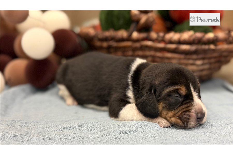 Ranger - Beagle for sale