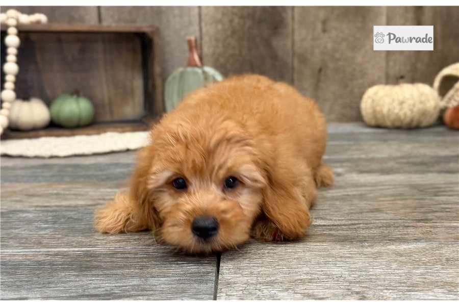 Irvin - Mini Goldendoodle for sale