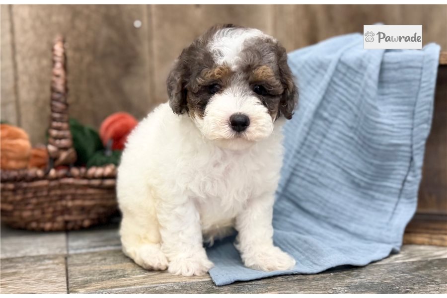 Texx - Toy Poodle for sale