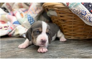 Nathaniel - Beagle for sale