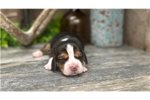 Dakota - puppy for sale