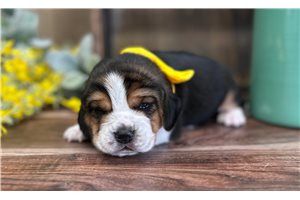 Denver - Beagle for sale